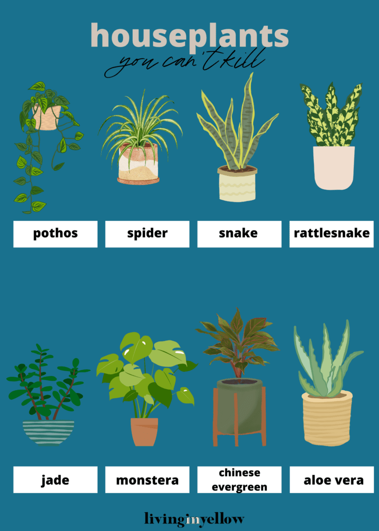 8 Amazon Houseplants You Can’t Kill! Living in Yellow